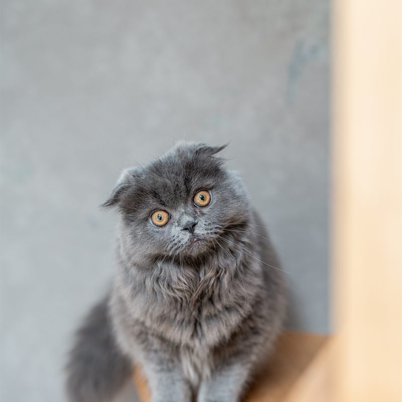 棚の上の愛猫