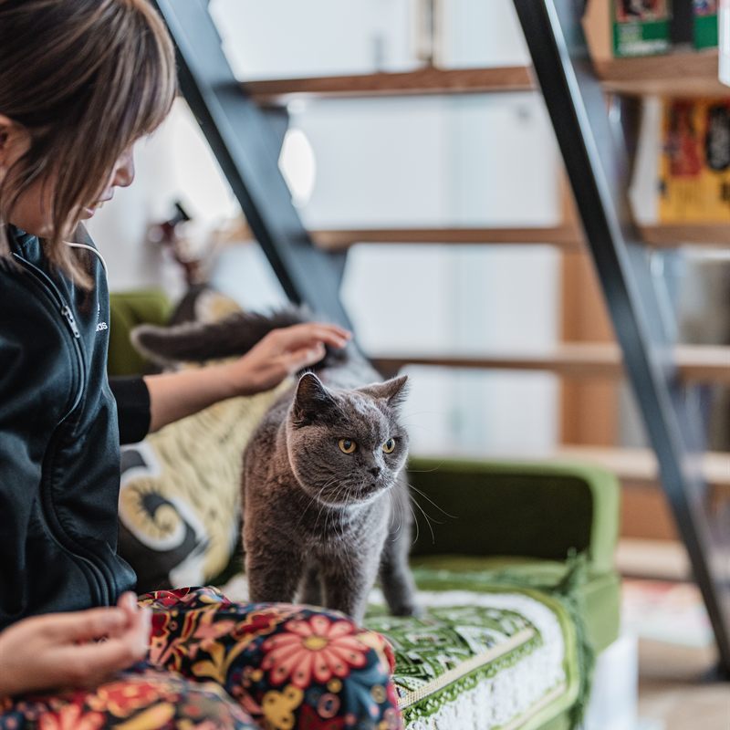 ソファで愛猫となでる家族