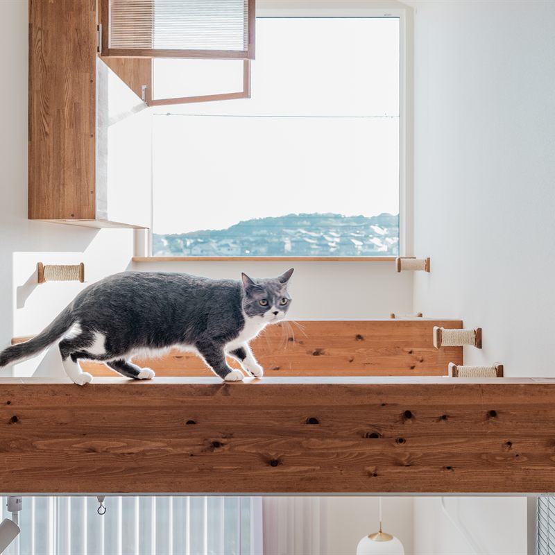 吹抜けの梁を歩く愛猫