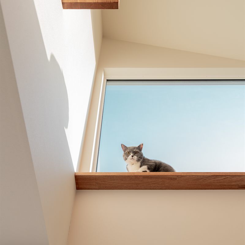 窓辺から外を眺める愛猫